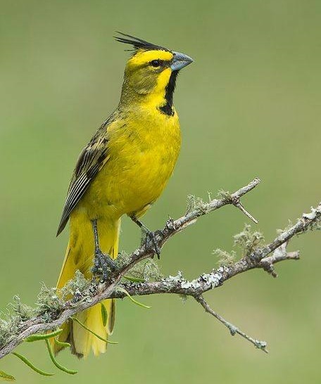 South American cardinal