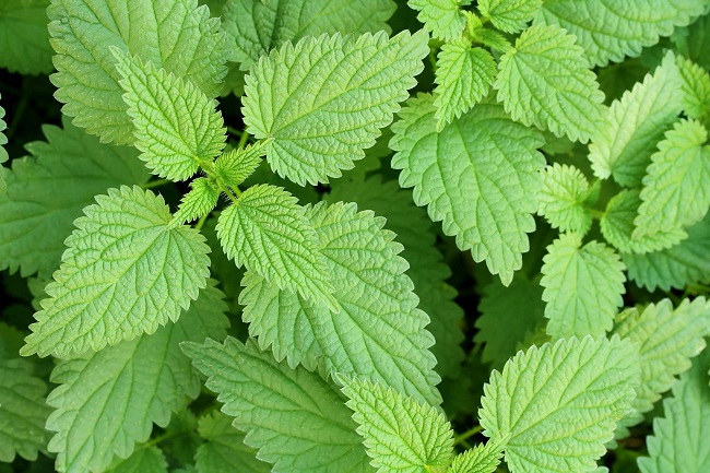 Stinging nettle