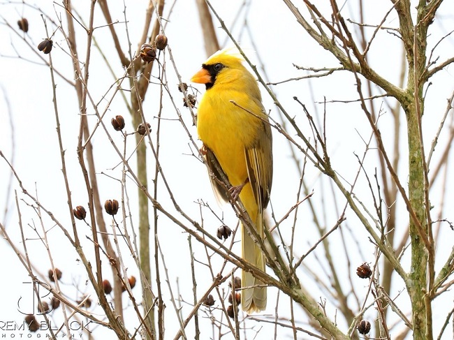 Supremely Rare Yellow Cardinal 