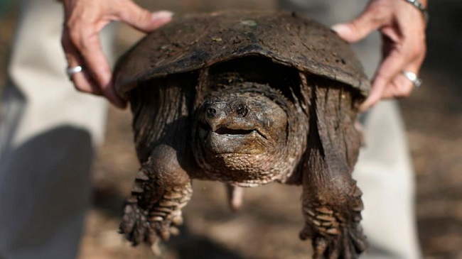 teacher had fed the turtle 