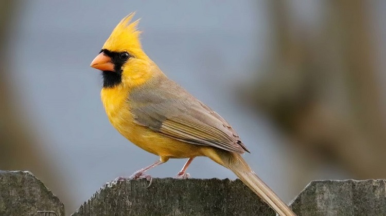 The beautiful yellow cardinal