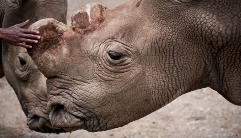 white rhino death