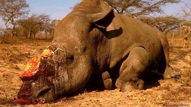 white rhino Poaching