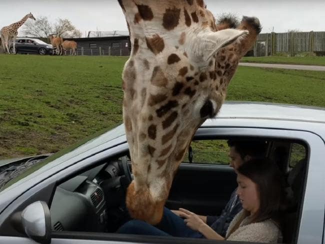 A cheeky giraffe does his own exploring