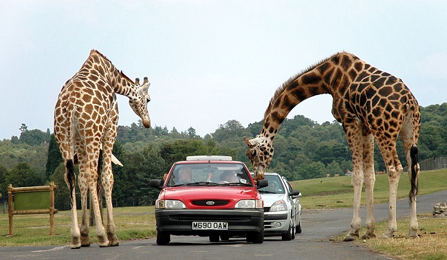 A giraffe smashes a couple’s car window