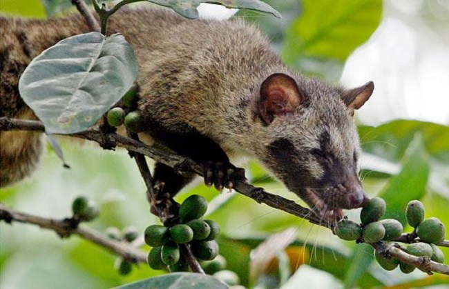 Asian civet eating cherries