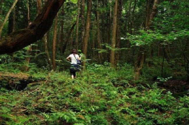 Ballyboley Forest