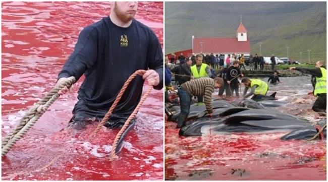 barbaric Killing of whales