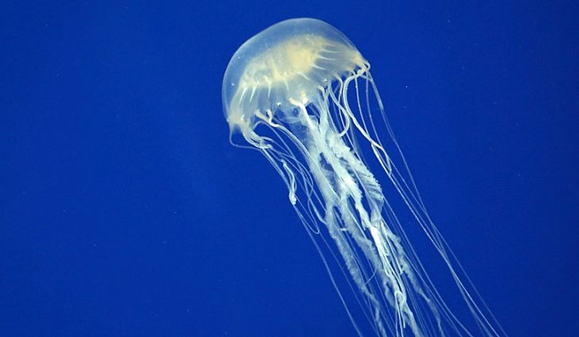 Box Jellyfish