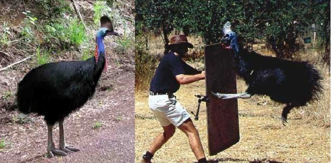 Cassowary