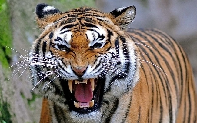 Champawat Tigress