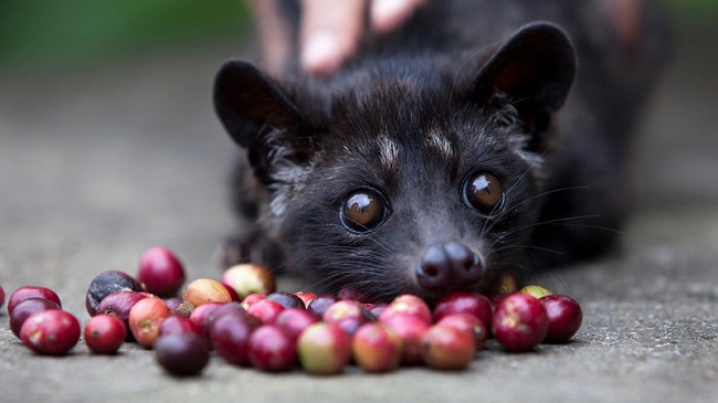 civet-cat