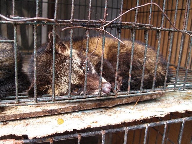 Civets are kept in horrific conditions