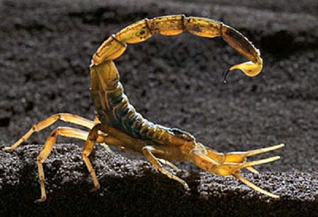 Deathstalker Scorpion