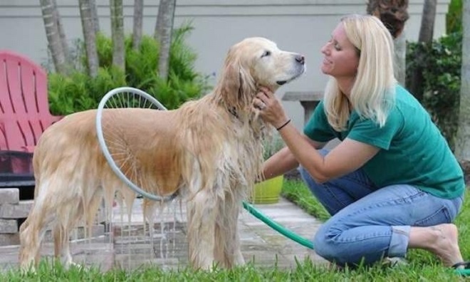 Doggy shower