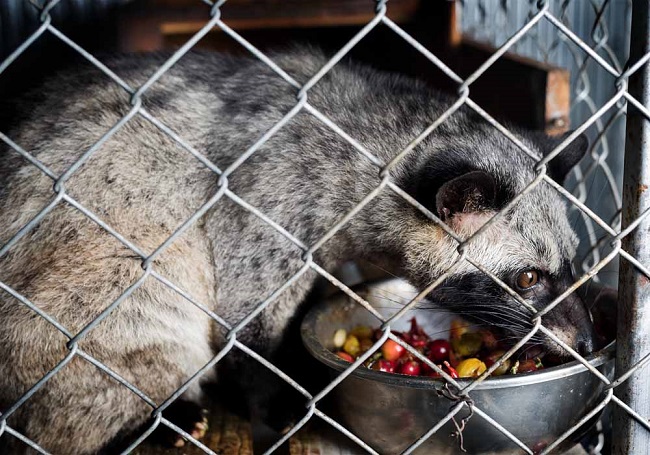 feeding civet 