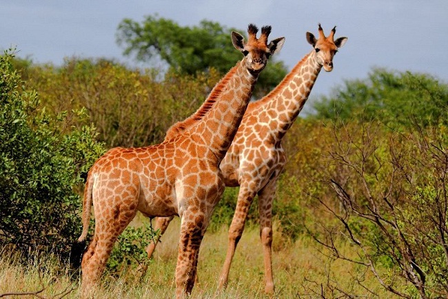 giraffes the worlds tallest animal