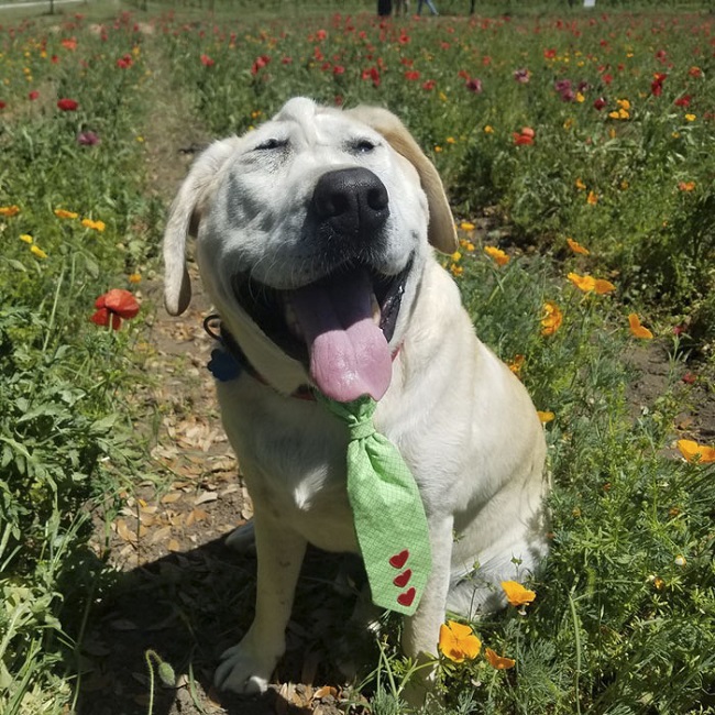 happy dog