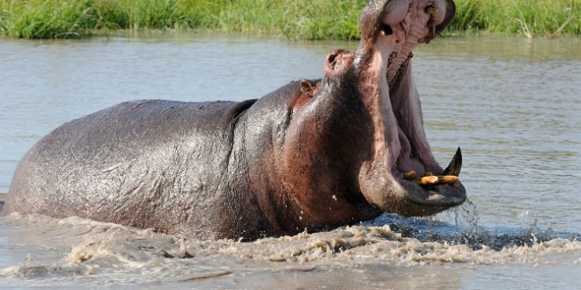 Hippopotamus