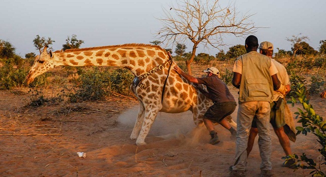 Issues of Giraffe conservation