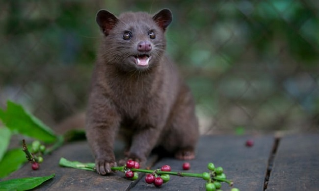 Kopi Luwak