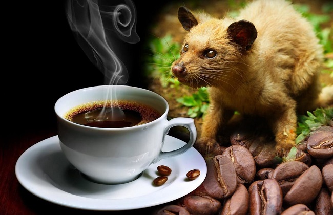 Kopi Luwak coffee 