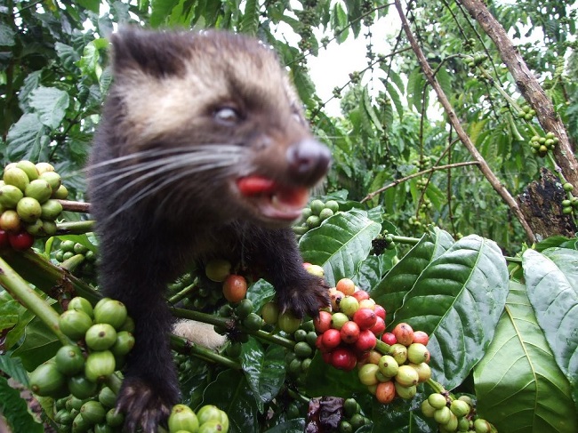 Kopi Luwak coffee