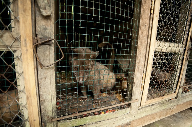 kopi luwak coffee comes from trapped animals