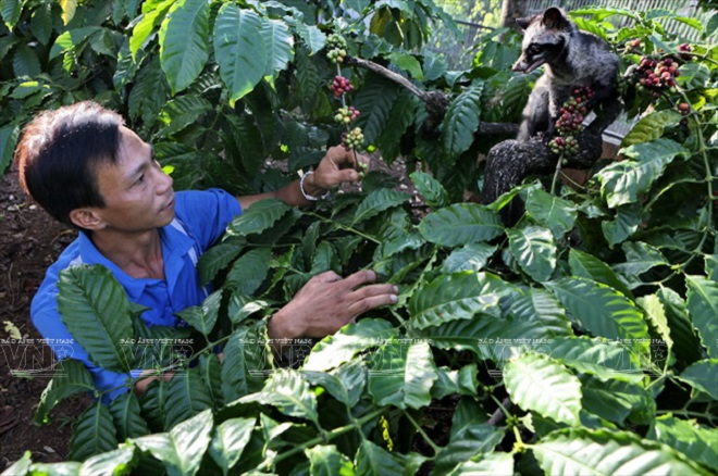 kopi luwak coffee production