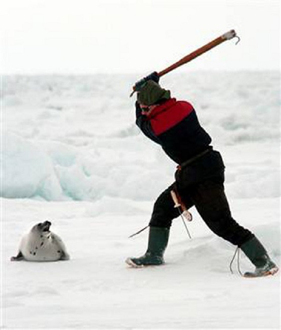 man killing the seal 