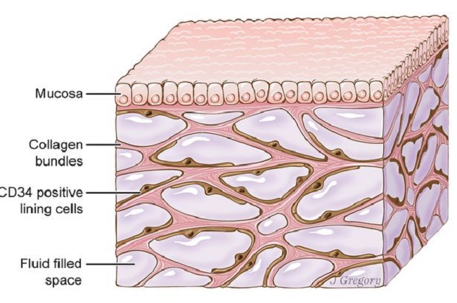 new organ Interstitium