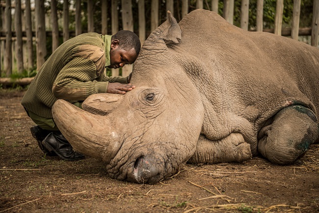 Northern Rhino To Extinction