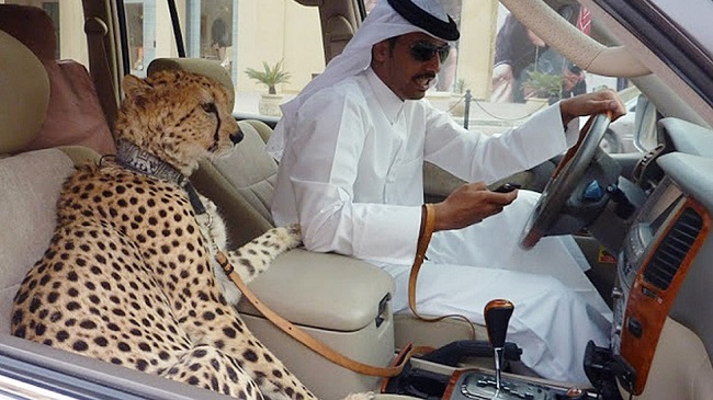 pets in Dubai