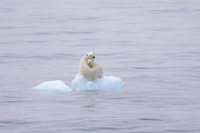 Polar Bear With Her Cub 