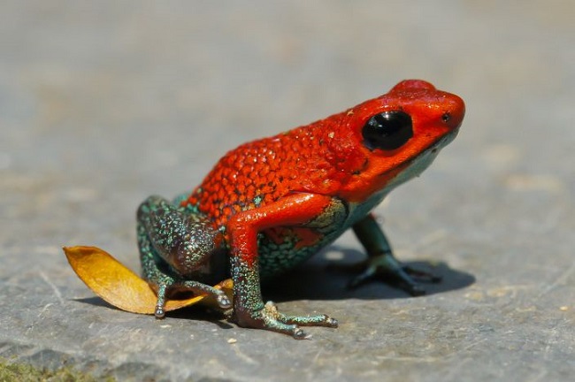 Posion dart Frog