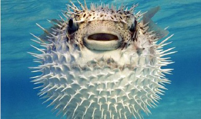 Pufferfish