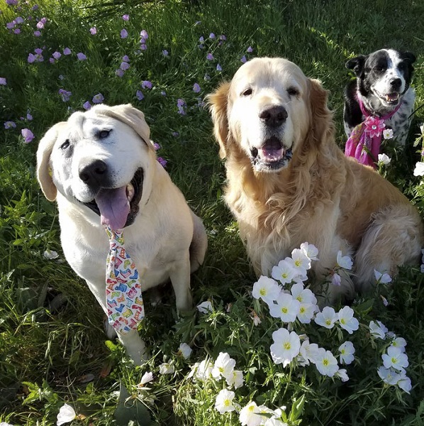 pups quickly became best friends!