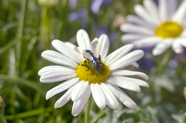 Robot bees