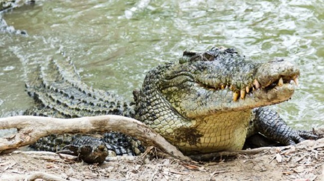 Saltwater Crocodile