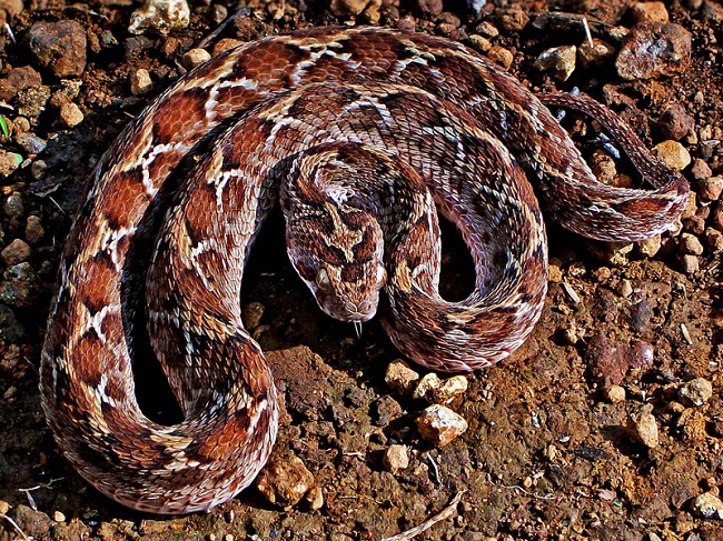 Saw-Scaled Viper