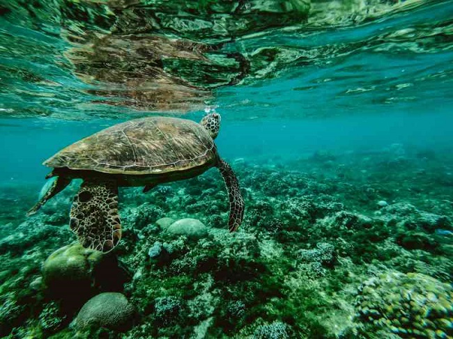 Sea Turtles in Florida