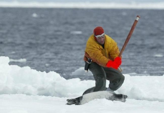 Seal Clubbing Season In Canada