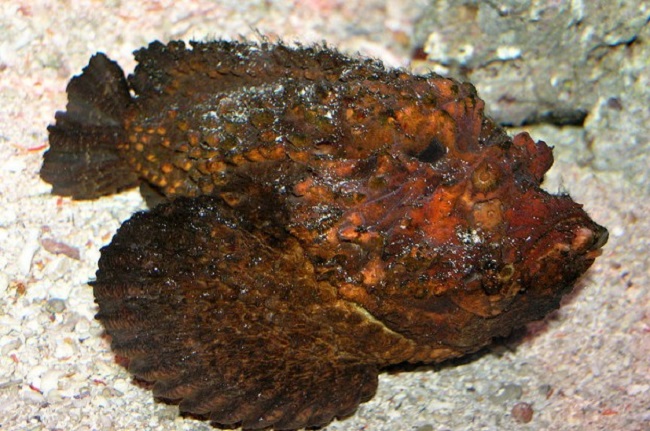 Stonefish