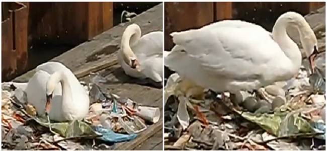 Swans in Amsterdam