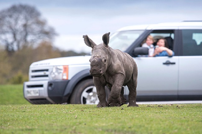 They thought it would be just a fun drive through safari They thought it would be just a fun drive through safari