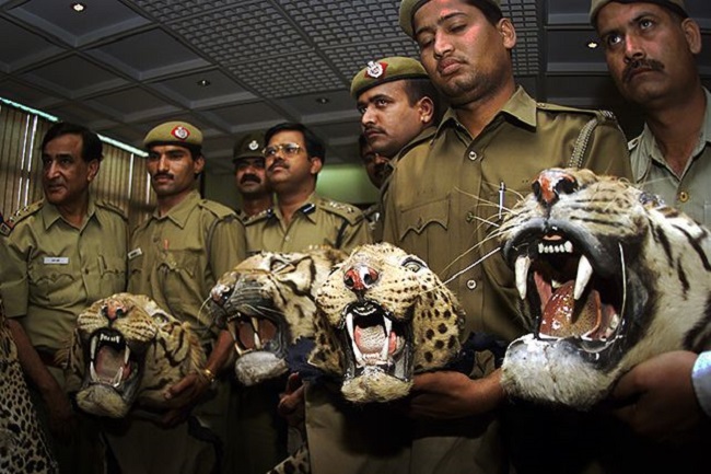 tiger poaching in india