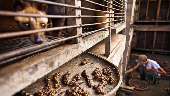 Trapped kopi Luwak