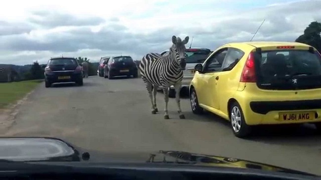 West Midlands safari park is a popular destination