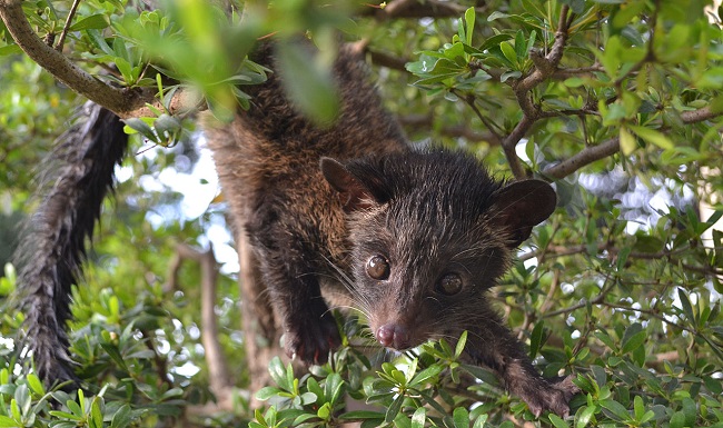 wild civet voided kopi luwak