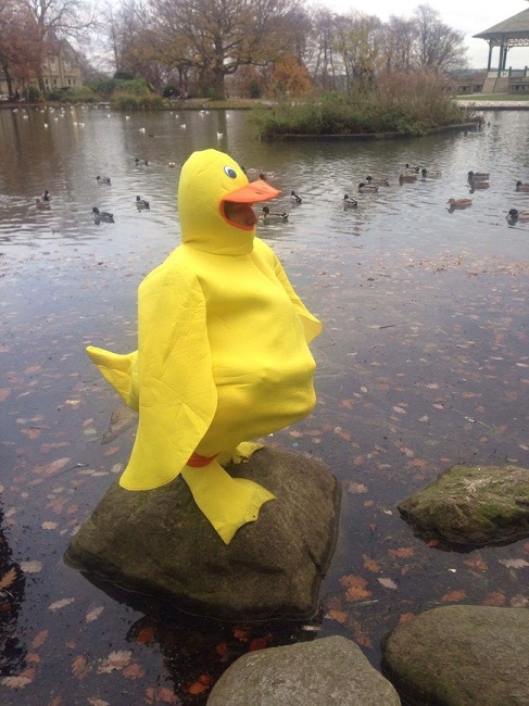 yellow duck